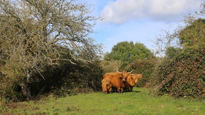 Tæt bevoksning kan yde de ekstensive racer naturligt ly hele året rundt