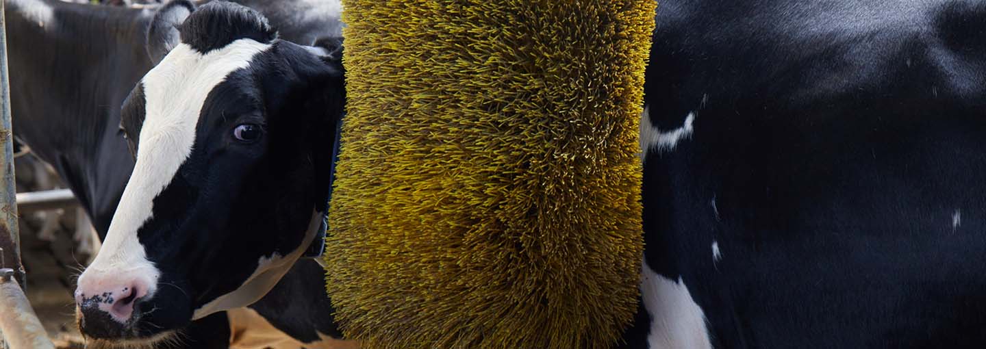 hero_danmark_scorer_hojt_dyrevelfard_malkekoer