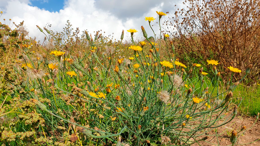 Vilde blomster er spiret frem i den bare jord efter dybdepløjning