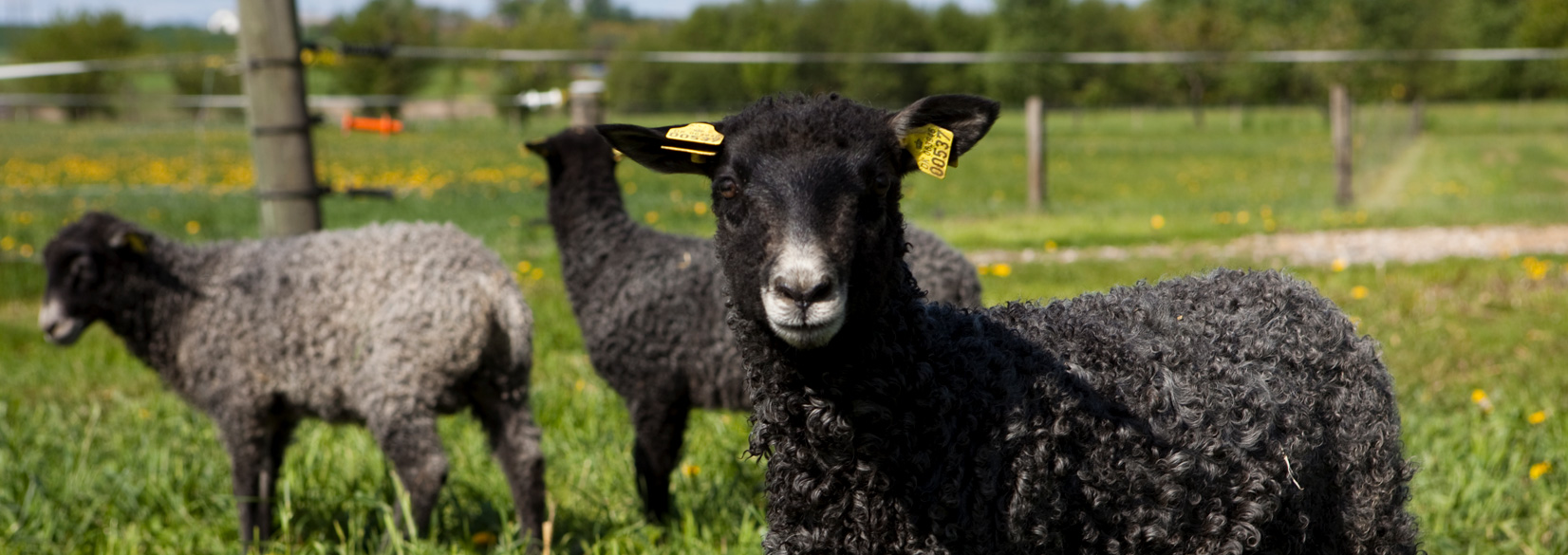 Landbrugsfaglig viden om får, geder, mink og andre dyr