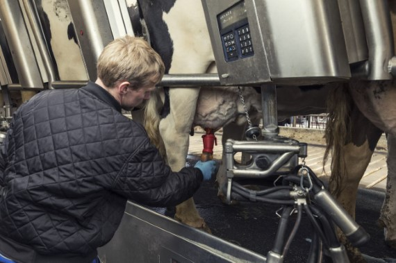 Malkning med malkerobot