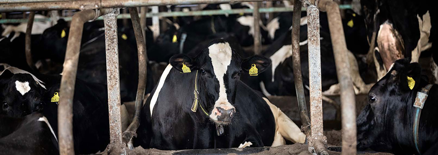 Billedet viser køer i stald