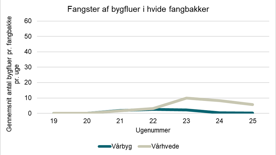 Fangster af bygfluer i hvide fangbakker fra uge 19 til 25