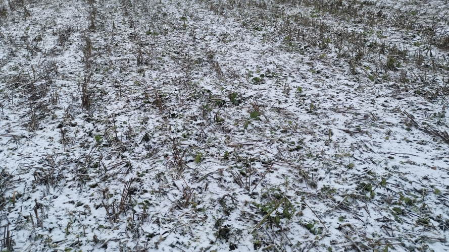 Efterafgrøde af olieræddike efter tromling. Foto: Hans Henrik Fredsted, Agrovi.