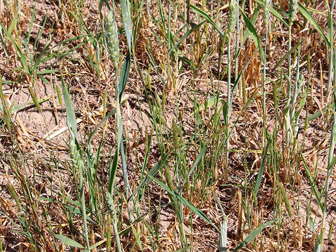 Genvækst af agerrævehale ses i stub efter hvede slået i juni.