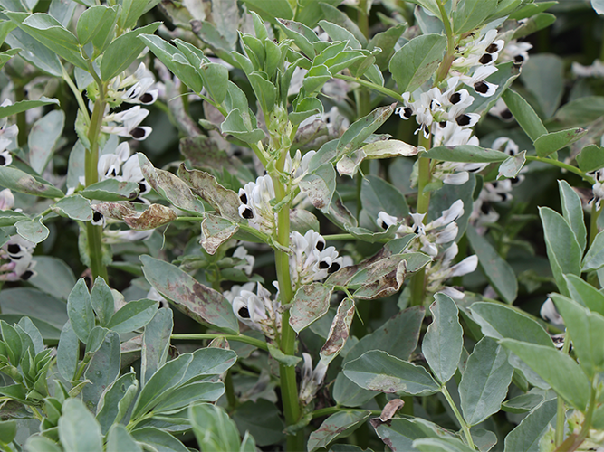 Vikkeskimmel. Kig ind i bestand med kraftige angreb. Fotograf Ghita Cordsen Nielsen.