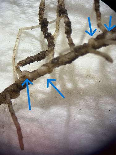 begyndende dannelse af rodknolde