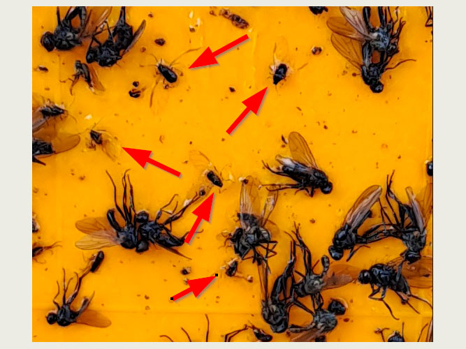 Samme som foto 4, men billedet er forstørret, og bladlus på et område af limpladen er markeret.