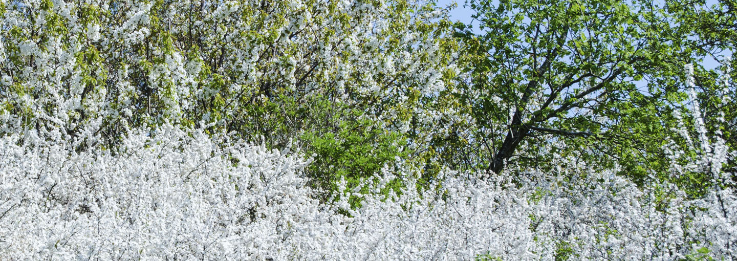 Hvide blomster og grønne træer
