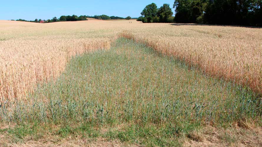 Agerrævehale i hvede er slået ned. På næste billede ses at der er sket en genvækst, som måske kan nå at sætte frø inden høst.
