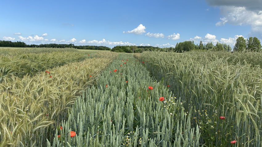 Korn- og rapsforsøg