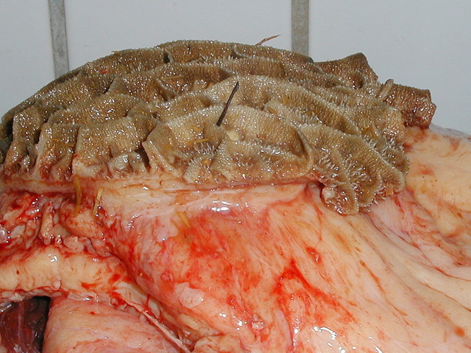 Fremmedlegemer, der kiler sig fast i netmaven på en ko bør undgåes. Foto: Henrik Elvang, KU.