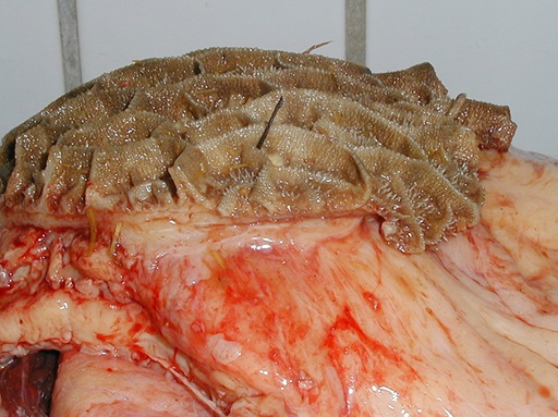 Fremmedlegemer, der kiler sig fast i netmaven på en ko bør undgåes. Foto: Henrik Elvang, KU.