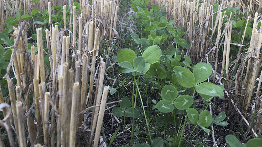 Udlæg i vårbyg dyrket på 25 cm rækkeafstand