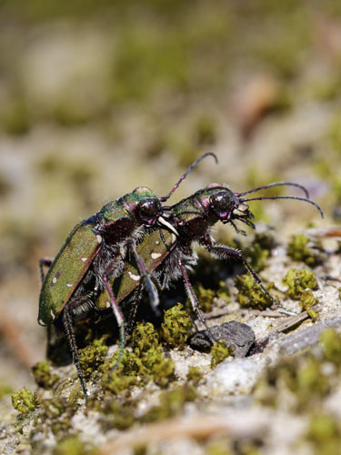 Nærbillede af to biller