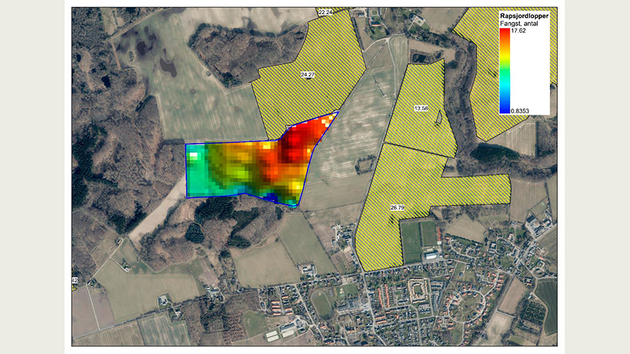 Fangster af rapsjordlopper i de 24 fangbakker ved Skårup, Sydfyn samt rapsmarker i området i sæson 2023 