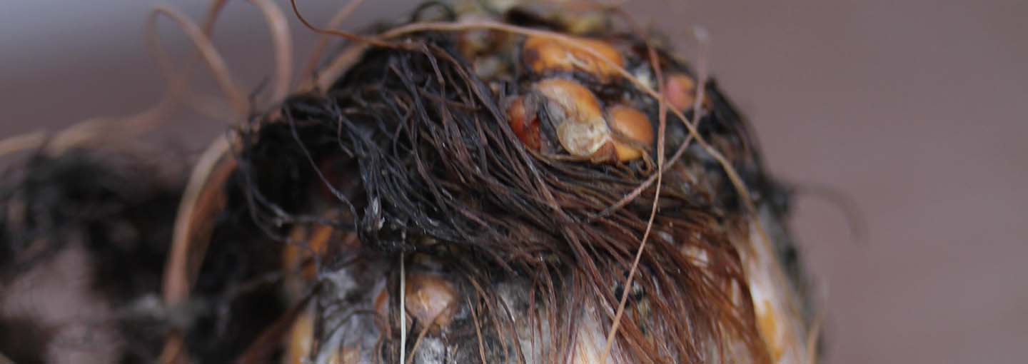 Fusarium ses som en hvidlig til rødlig svampevækst. Mest Fusarium og Fusariumtoksin findes i kolberne. Fra kolbespidsen kan Fusarium brede sig inde i kolbespindlen og videre ud til kernerne.