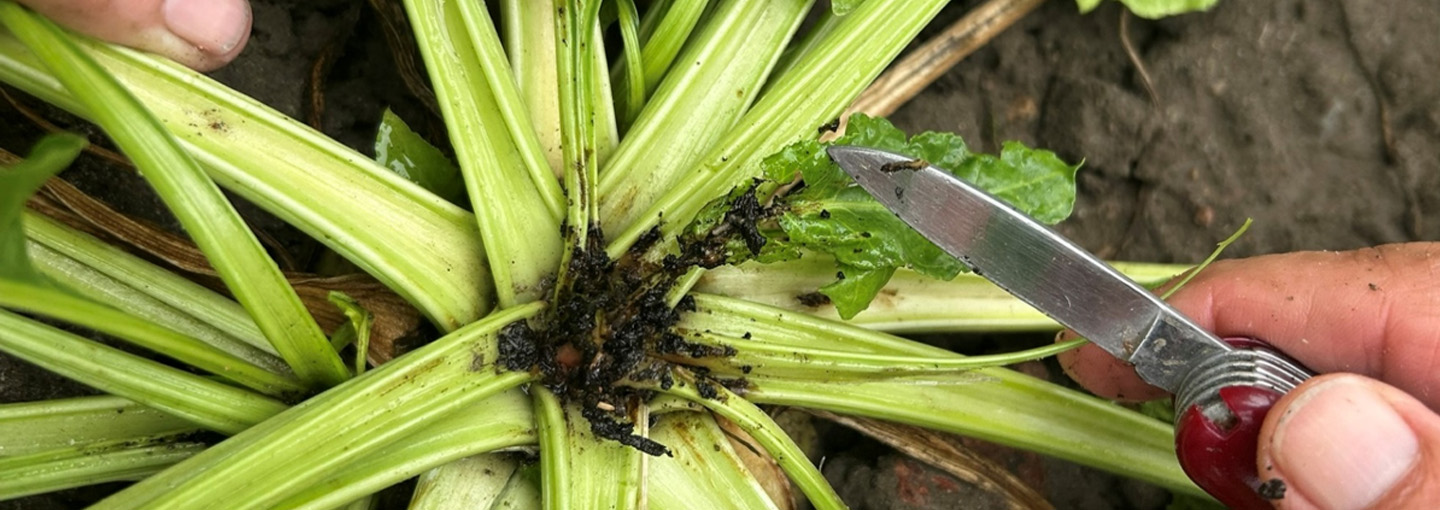 Sort hjerteskud som følge af angreb af bedemøllarver. Ved kraftige angreb ødelægges vækstpunktet, og planten kan danne flere sideskud. Angreb kan forveksles med bormangel.