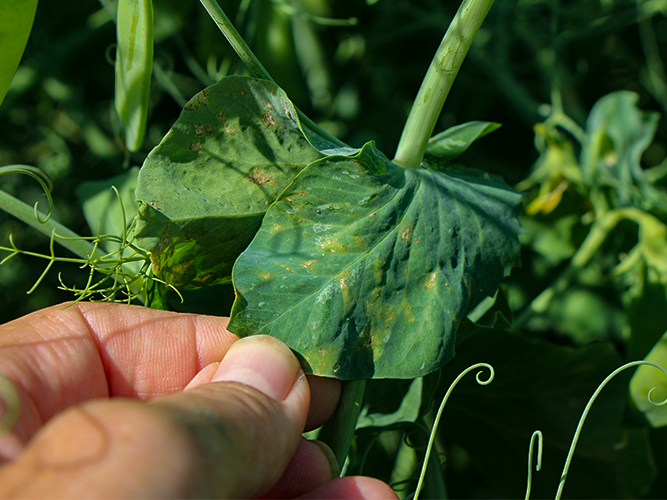Ærteskimmel. På bladene ses lyse områder. Fotograf Ghita Cordsen Nielsen, SEGES.