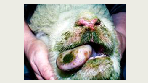 Symptomer på bluetongue kan bl.a. være feber, øjenbetændelse, flåd fra øjne, næse, mund, sår i mund og næse-region, hævelser i hovedet og blå tunge