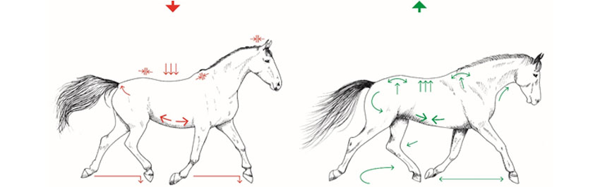 En hest der arbejder rigtigt forbliver sund, rask og smidig