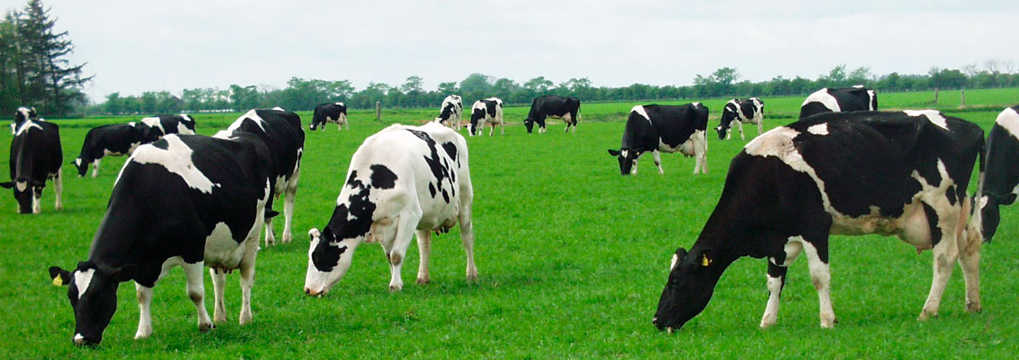 En flok kvæg der græsser på en mark