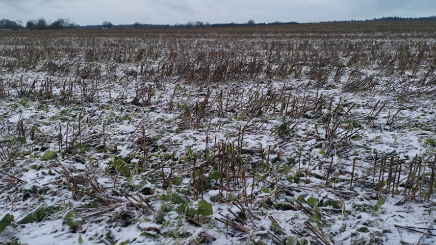 Efterafgrøde af olieræddike før tromling. Foto: Hans Henrik Fredsted, Agrovi. Efterafgrøde af olieræddike efter tromling. Foto: Hans Henrik Fredsted, Agrovi.