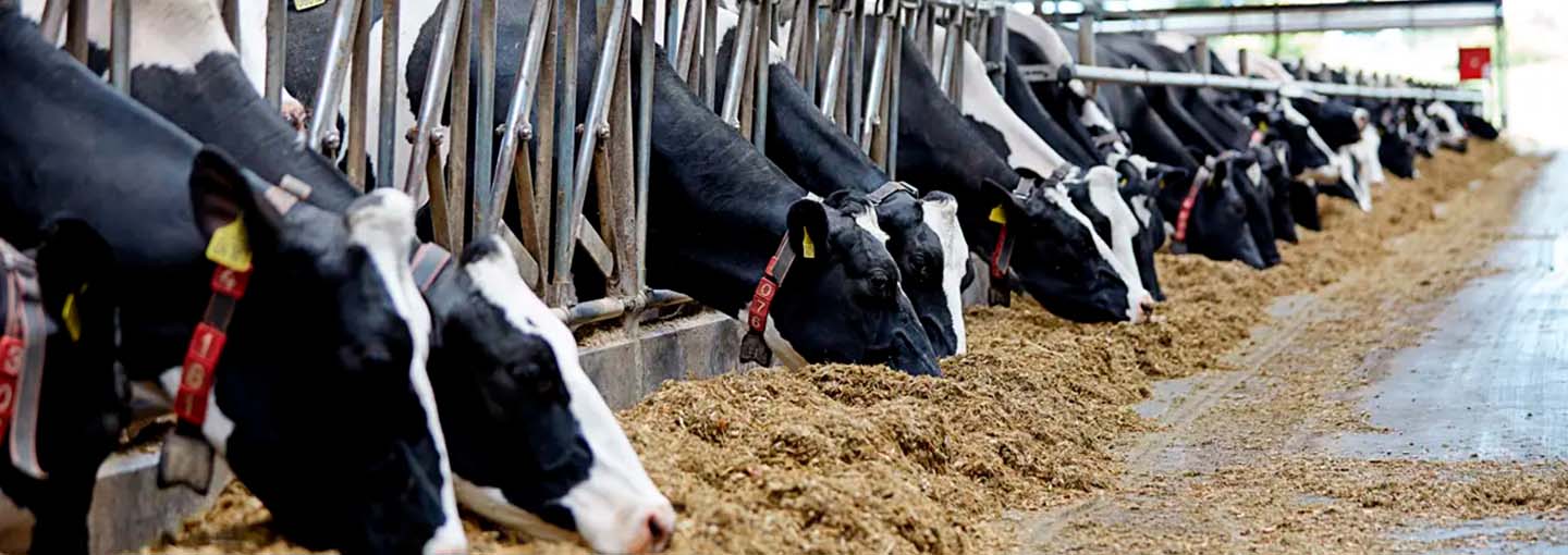 køer i en stald