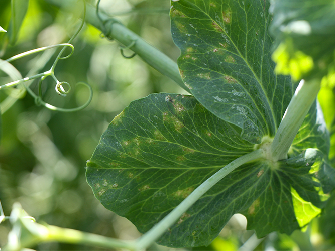 Ærteskimmel. På bladene ses lyse områder. Fotograf Ghita Cordsen Nielsen, SEGES.