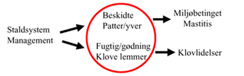 Hygiejnevurdering af malkekøer