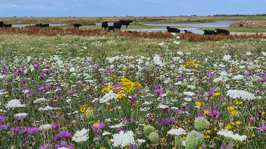 Billede af mark med vilde blomster
