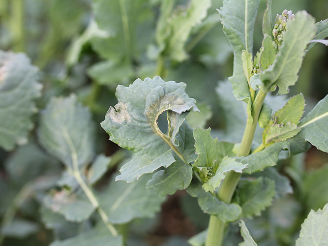 Angreb af lys bladplet