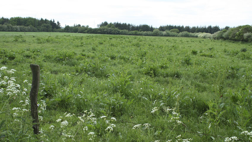 Vue ud over grøn græsmark med hegnspæle og vilde blomster