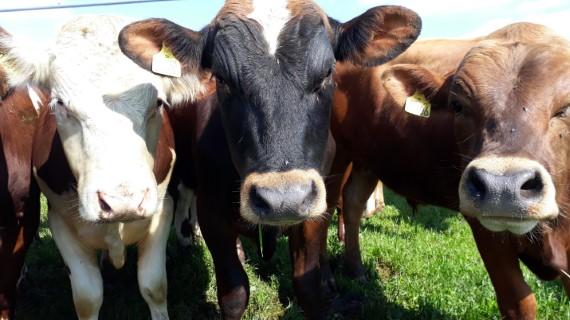 Tyrekalve nærbillede