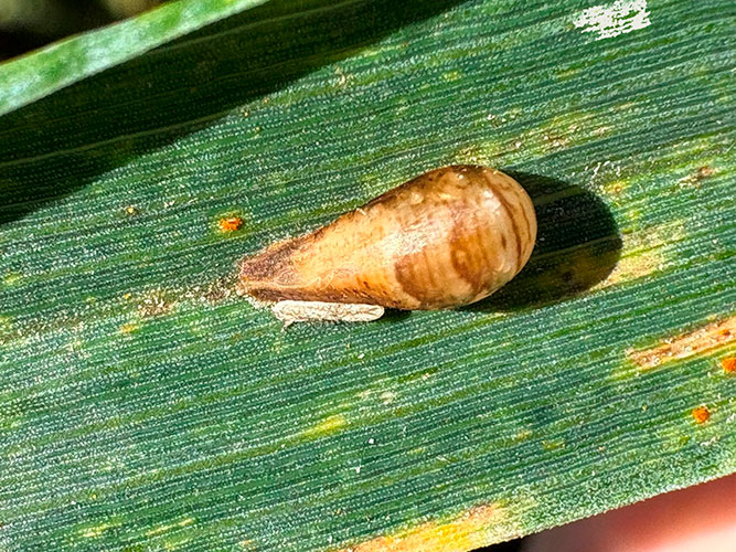 Puppe af svirrefluelarve