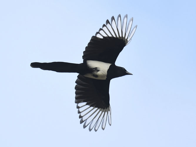 Husskade med udbredte vinger på blå himmel