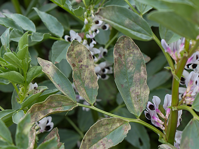 Vikkeskimmel. Mere fremskredne bladsymptomer. Fotograf Ghita Cordsen Nielsen, SEGES.
