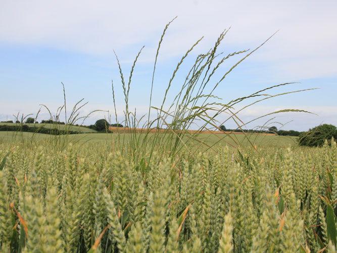 I vinterafgrøder som hvede kan der derimod sættet et meget stort antal frø, når hver ital. rajgræsplante i gennemsnit får ca. 25 strå