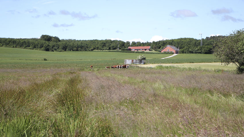 Billedet fra ca. midten af området taget mod vest af det gennemførte lavbundsprojekt. Til venstre i billedet ses en lukket grøft og kvæget står i et af de lavest liggende dele af området. 