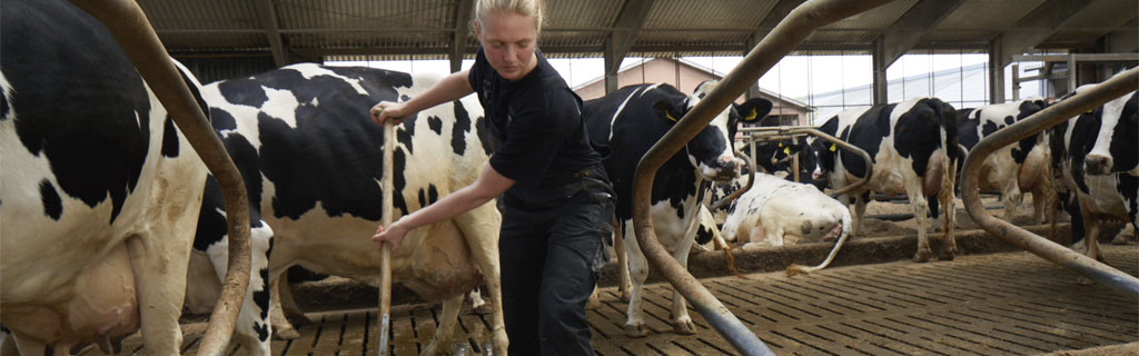 Kvinde arbejder i kvægstald med kvæg gående frit