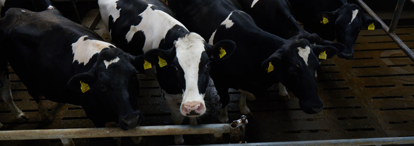 KvægNyt udkommer hver 14 dag med nyt til danske kvægproducenter