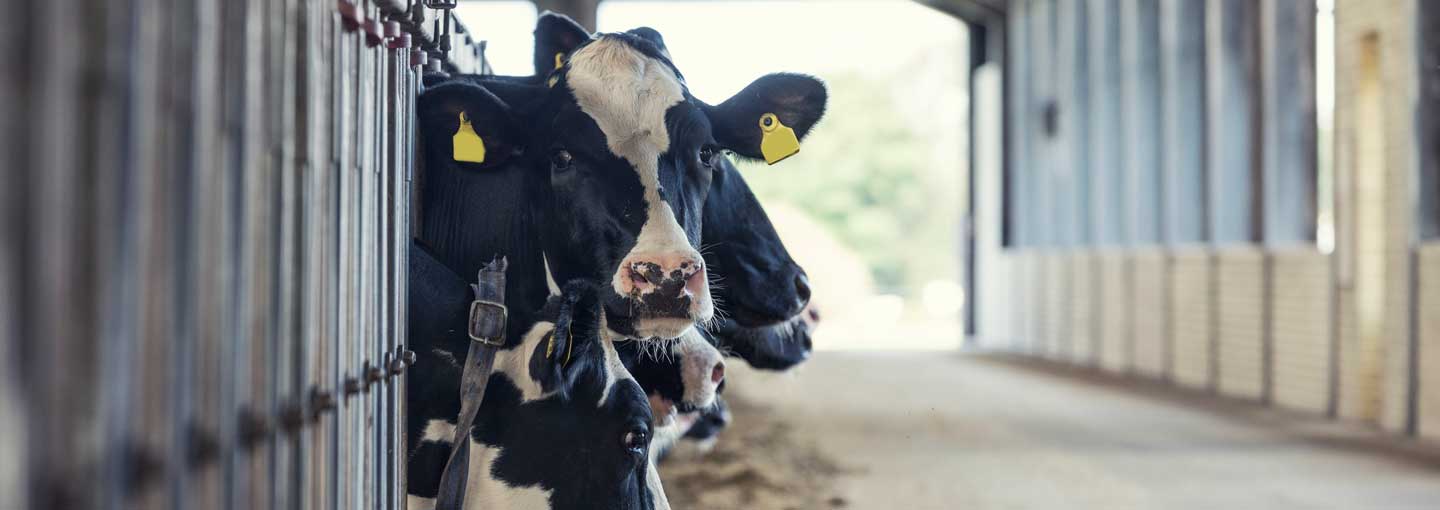 Holstein køer ved foderbord 