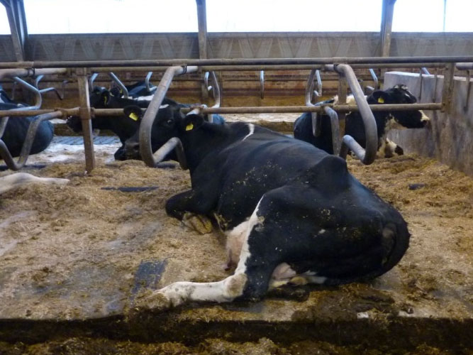 Ko ligger i sengebås i stalden