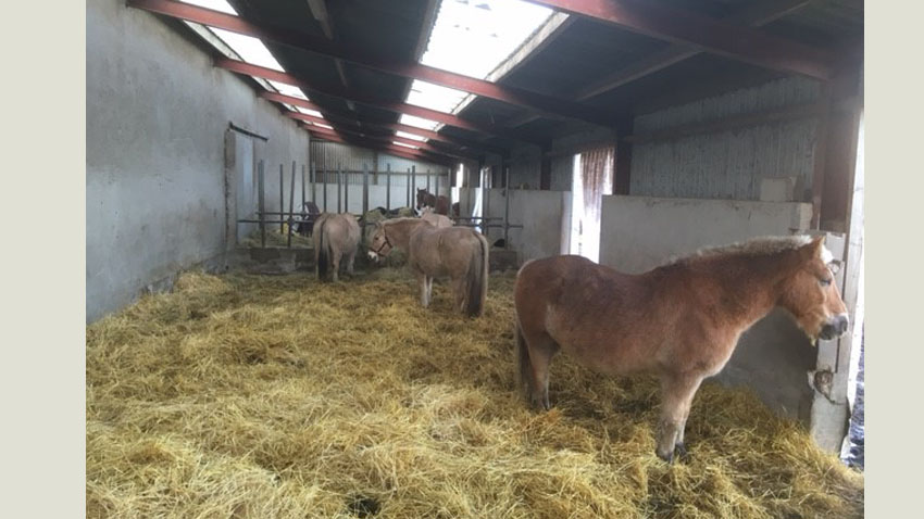 Løsdrift stald til heste