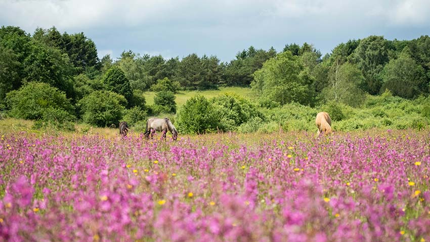 heste græsser på en mark