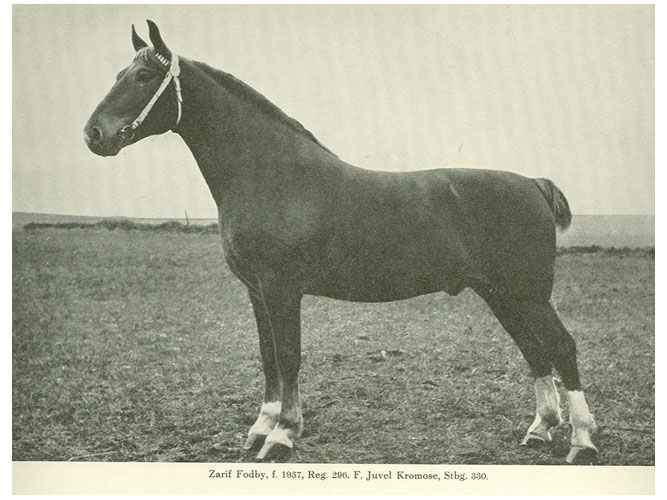 Vurdering af heste - en historisk udvikling