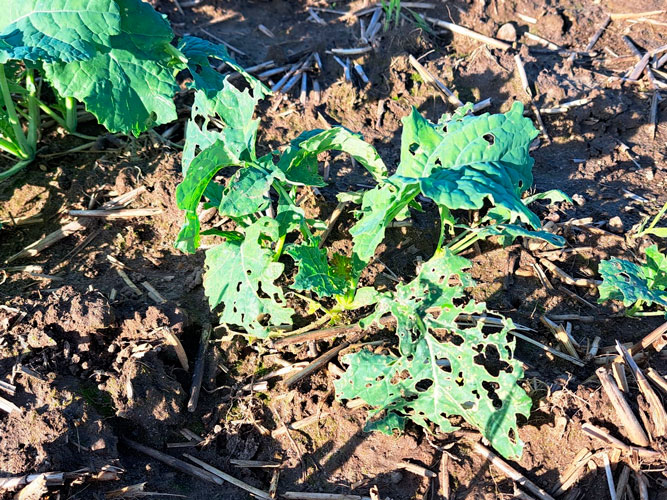 Eksempel på bladangreb 