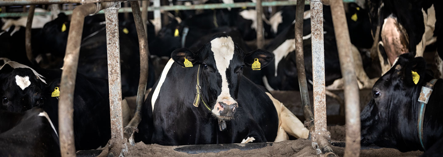 Køer i stald