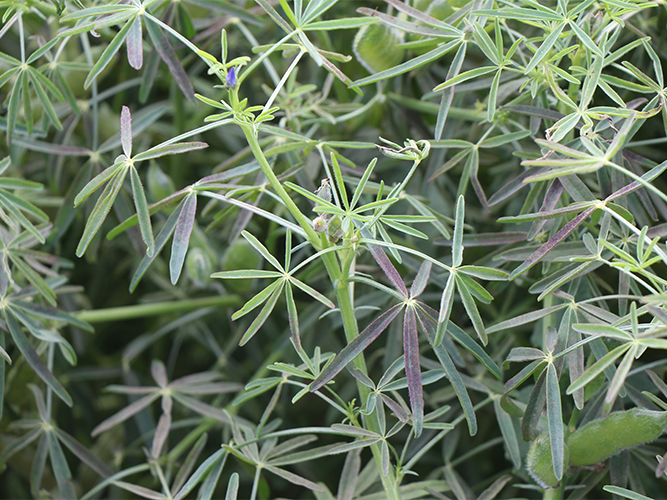 Kløverskimmel i smalbladet lupin. De angrebne blade er violette. Fotograf Ghita Cordsen Nielsen, SEGES.