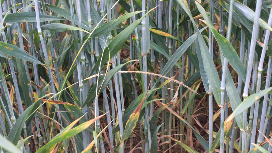 Væselhale foto 2, SEGES